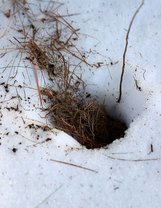 Mystery Hole This is either an animal's home or a hole dug by a coyote/fox/fisher to get to a vole that was living underneath the snow.<br />
<br />
I was tempted to look more closely/stick my hand in this hole, but thankfully I know better. <br />
<br />
Habitat: Meadow bordering a coniferous forest Geotagged,United States,Winter,burrow,dig,dig hole,signs of wildlife,signs on the ground,vole nest