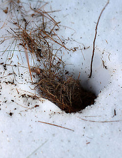 Mystery Hole This is either an animal's home or a hole dug by a coyote/fox/fisher to get to a vole that was living underneath the snow.

I was tempted to look more closely/stick my hand in this hole, but thankfully I know better. 

Habitat: Meadow bordering a coniferous forest Geotagged,United States,Winter,burrow,dig,dig hole,signs of wildlife,signs on the ground,vole nest