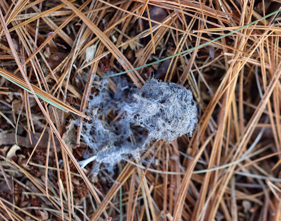 Owl Pellet Habitat: Found in a coniferous forest Geotagged,United States,Winter,owl pellet,pellet