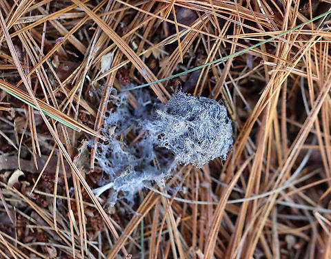 Owl Pellet Habitat: Found in a coniferous forest Geotagged,United States,Winter,owl pellet,pellet