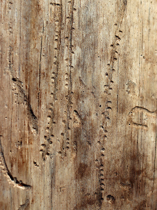 Pine Beetle (Curculionidae) Galleries Possibly galleries made by Pityogenes bidentatus.  The long grooves are brood chambers and the alternating notches are where eggs were laid.<br />
<br />
Habitat: Rotting conifer; mixed forest Curculionidae,Geotagged,Pityogenes,United States,Winter,beetle galleries,galleries,pine beetle,pine beetle galleries,signs of wildlife