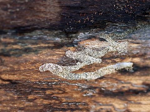 Beetle Galleries These galleries were filled with sandy debris. I'm assuming that they are beetle galleries.

Habitat: Under the bark of a fallen sycamore (Platanus occidentalis); river's edge in a deciduous forest Geotagged,United States,Winter,beetle galleries,galleries,sycamore