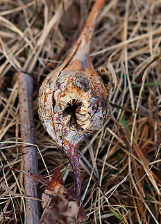 Goldenrod Gall - Eurosta solidaginis (Predated) These galls are home to fat, juicy grubs. However, this gall had been predated on--probably by a bird such as a chickadee because of the peck marks.

Habitat: Meadow Eurosta,Eurosta solidaginis,Geotagged,Goldenrod gall fly,United States,Winter,gall,goldenrod gall
