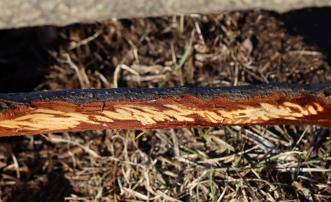 Bite Marks on Stick This stick was chewed on by someone -- by the angled cuts, I would guess an eastern cottontail (Sylvilagus floridanus), perhaps. Could also be from a squirrel, maybe? They frequently browse trees in winter, once the herbaceous plants are withered.<br />
<br />
Habitat: Mixed forest Geotagged,United States,Winter,bite marks,debark,eastern cottontail,incisor marks,sign on trees,signs of wildlife