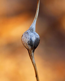 Goldenrod Gall - Eurosta solidaginis These galls are pretty common on goldenrod. They are caused by the fruit fly, Eurosta solidaginis, the larvae of which form round galls on the stem of Solidago sp. There is a small hole in this gall, which I'm guessing is an exit hole. Otherwise, it could be from a parasitoid.

Habitat: Meadow Eurosta,Eurosta solidaginis,Geotagged,Goldenrod gall fly,United States,Winter,gall