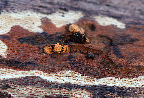 Galleries under Sycamore Bark These galleries were interesting in that they had plugs of wood pulp/debris at the end of the tunnels.

Habitat: Under the bark of a fallen sycamore (Platanus occidentalis); river's edge in a deciduous forest American sycamore,Geotagged,Platanus,Platanus occidentalis,United States,Winter,beetle galleries,galleries,galleries in sycamore,mines,signs of wildlife