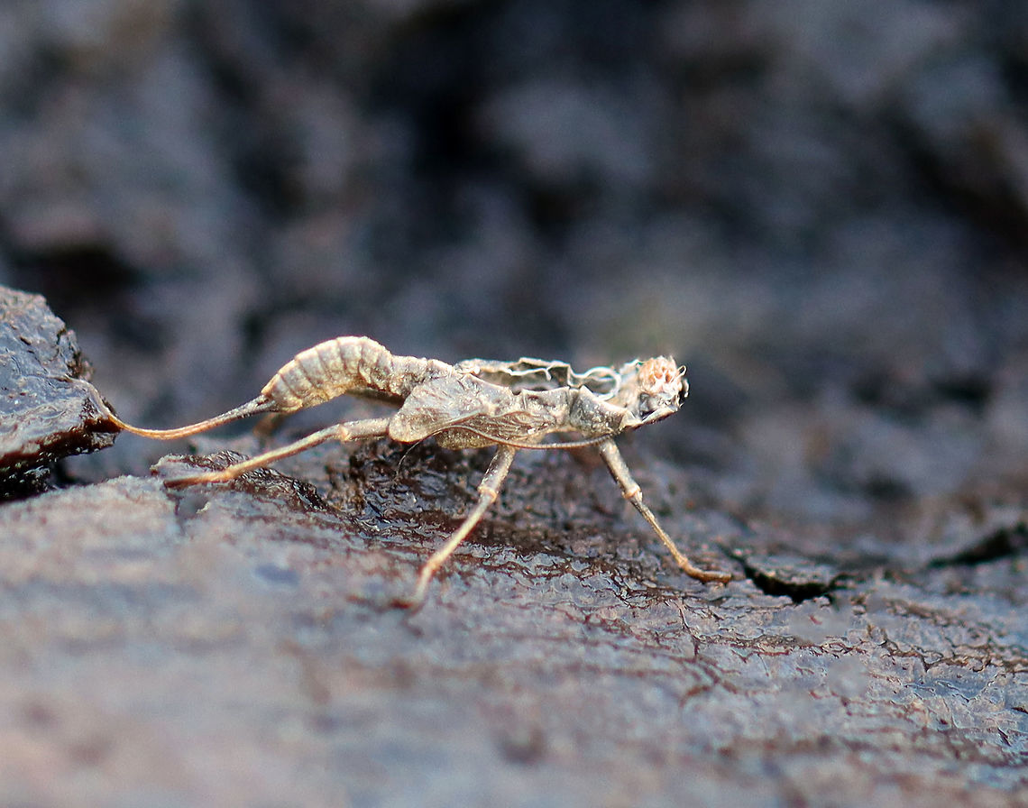 Mayfly Nymph Exuvia - Ephemeroptera There were a bunch of exuviae on vegetation and logs along the edge of a river. <br />
<br />
Habitat: River's edge Ephemeroptera,Geotagged,United States,Winter,exuvia,mayfly,mayfly exuvia,mayfly nymph exuvia,signs of wildlife