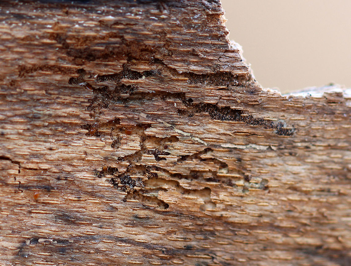 Insect Galleries in Sycamore Bark These galleries were very shallow as they were on the underside of sycamore bark.  There were also some mites in the mines and a bunch of debris.<br />
<br />
Habitat: Sycamore bark; river&#039;s edge Geotagged,United States,Winter,galleries,mines,signs of wildlife,sycamore,tunnels