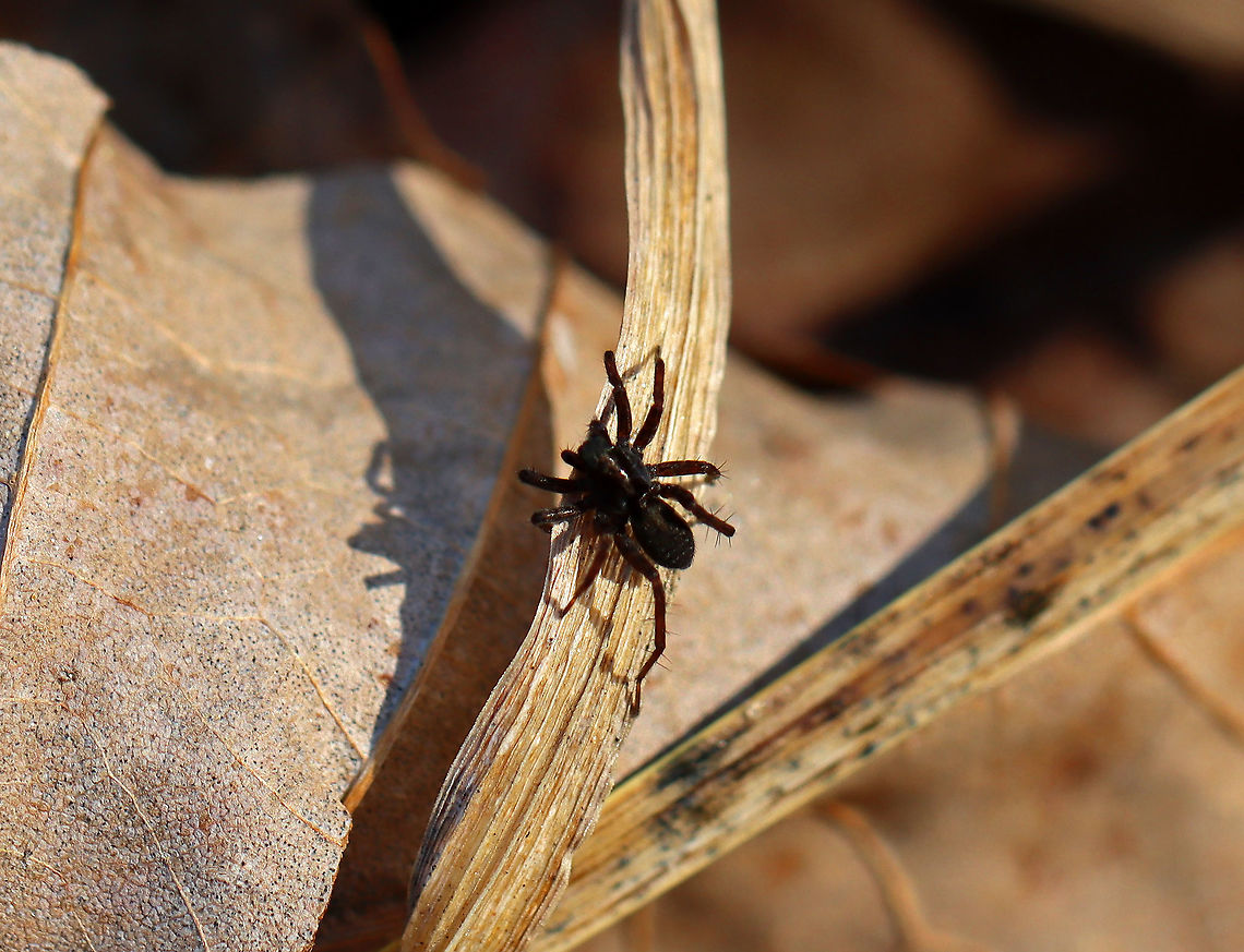 Wolf Spider - Pardosa moesta *Species ID is tentative<br />
<br />
Habitat: Near the edge of a river; deciduous forest Geotagged,Lycosidae,Pardosa,Pardosa moesta,United States,Winter,spider,wolf spider