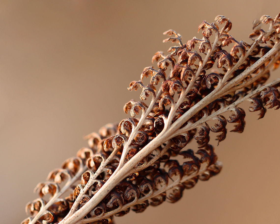 Sensitive Fern - Onoclea sensibilis Habitat: Meadow Geotagged,Onoclea,Onoclea sensibilis,Sensitive fern,United States,Winter,fern