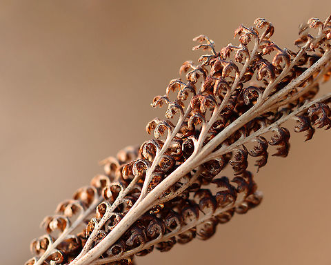 Sensitive Fern - Onoclea sensibilis Habitat: Meadow Geotagged,Onoclea,Onoclea sensibilis,Sensitive fern,United States,Winter,fern