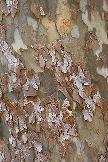 American Sycamore Tree Bark - Platanus occidentalis Sycamores have really cool bark!

Habitat: Growing beside a river; deciduous forest American sycamore,Geotagged,Platanus,Platanus occidentalis,United States,Winter,bark,sycamore