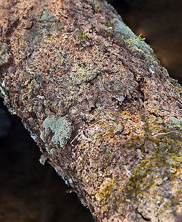 Lichen Habitat: Growing on a fallen tree; deciduous forest
https://www.jungledragon.com/image/125174/lichen.html Geotagged,United States,Winter