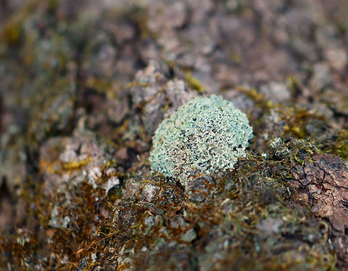 Lichen Habitat: Growing on a fallen tree; deciduous forest<br />
<figure class="photo"><a href="https://www.jungledragon.com/image/125173/lichen.html" title="Lichen"><img src="https://s3.amazonaws.com/media.jungledragon.com/images/3232/125173_thumb.jpg?AWSAccessKeyId=05GMT0V3GWVNE7GGM1R2&Expires=1759968010&Signature=33xXHdSWMmaULPMrs3BYRJ%2Fgw24%3D" width="124" height="152" alt="Lichen Habitat: Growing on a fallen tree; deciduous forest<br />
https://www.jungledragon.com/image/125174/lichen.html Geotagged,United States,Winter" /></a></figure> Geotagged,United States,Winter,lichen