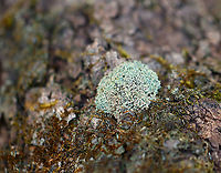 Lichen Habitat: Growing on a fallen tree; deciduous forest<br />
https://www.jungledragon.com/image/125173/lichen.html Geotagged,United States,Winter,lichen