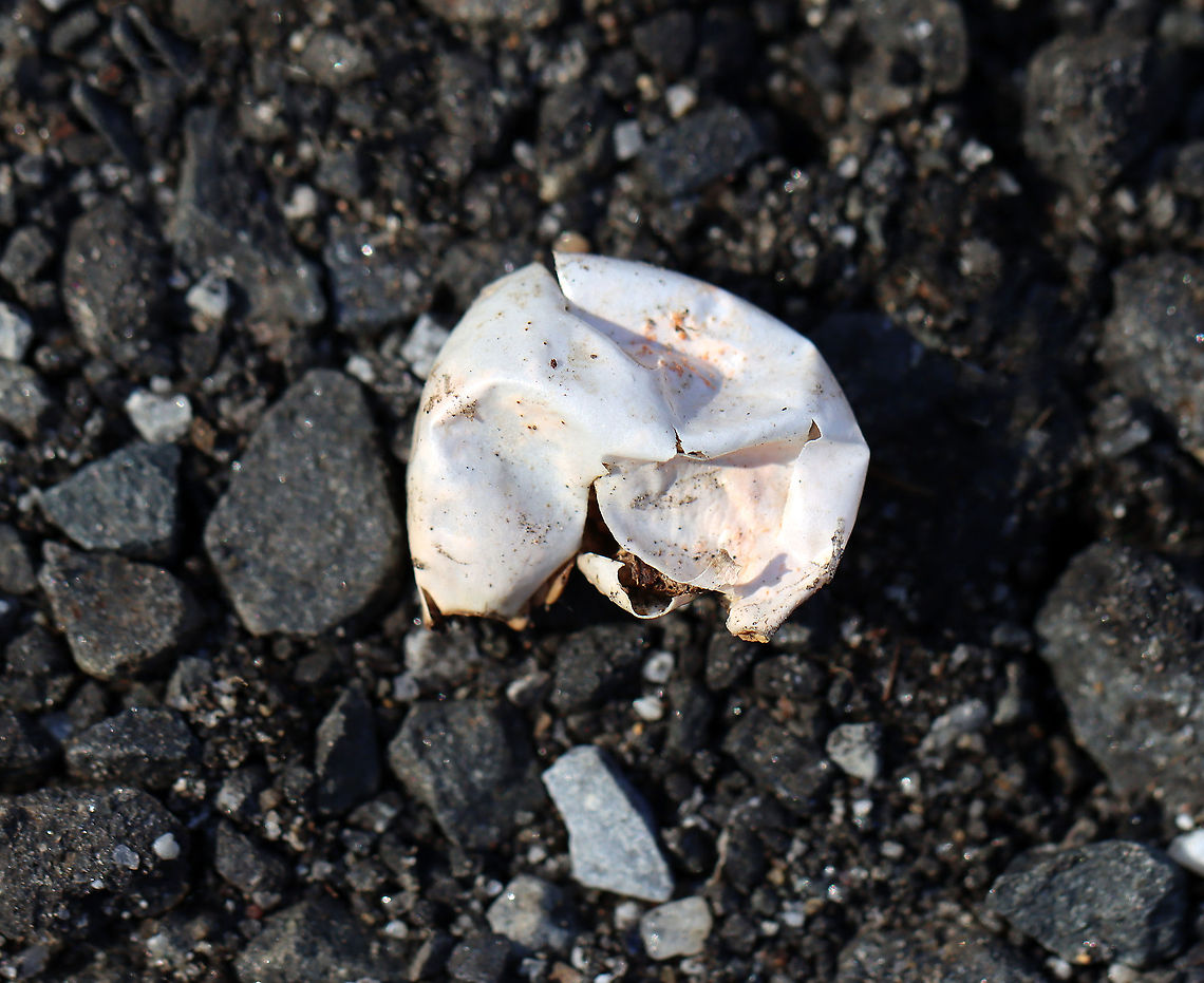 Eastern Painted Turtle Egg - Chrysemys picta picta I frequently find turtle eggs that have been predated upon. In this case, the damage was probably done by a red fox (Vulpes vulpes). The egg had been carried away from the disturbed nest and had one large hole in the side with edges folded inward.<br />
<br />
Painted turtle nests are vase-shaped and are usually dug in sandy soil within 200 m of water. The female digs with her hind feet. She lubricates the area with urine, and once the nest is complete, she deposits eggs into the hole. The freshly laid eggs are white, elliptical, and flexible.<br />
<br />
Habitat: River&#039;s edge; deciduous forest Chrysemys egg,Geotagged,United States,Winter,egg,predated turtle egg,turtle egg