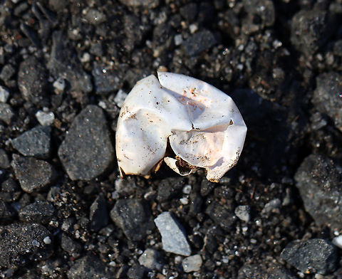 Eastern Painted Turtle Egg - Chrysemys picta picta I frequently find turtle eggs that have been predated upon. In this case, the damage was probably done by a red fox (Vulpes vulpes). The egg had been carried away from the disturbed nest and had one large hole in the side with edges folded inward.

Painted turtle nests are vase-shaped and are usually dug in sandy soil within 200 m of water. The female digs with her hind feet. She lubricates the area with urine, and once the nest is complete, she deposits eggs into the hole. The freshly laid eggs are white, elliptical, and flexible.

Habitat: River's edge; deciduous forest Chrysemys egg,Geotagged,United States,Winter,egg,predated turtle egg,turtle egg