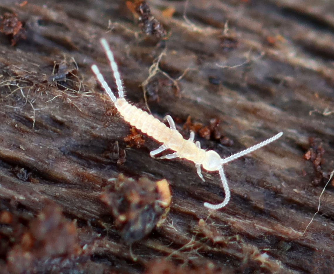 Two-pronged Bristletail - Family Campodeidae Habitat: Found in rotting wood Campodeidae,Diplura,Geotagged,United States,Winter,bristletail,two-pronged bristletail