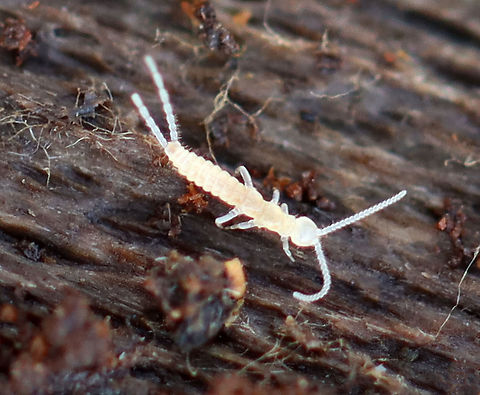 Two-pronged Bristletail - Family Campodeidae Habitat: Found in rotting wood Campodeidae,Diplura,Geotagged,United States,Winter,bristletail,two-pronged bristletail