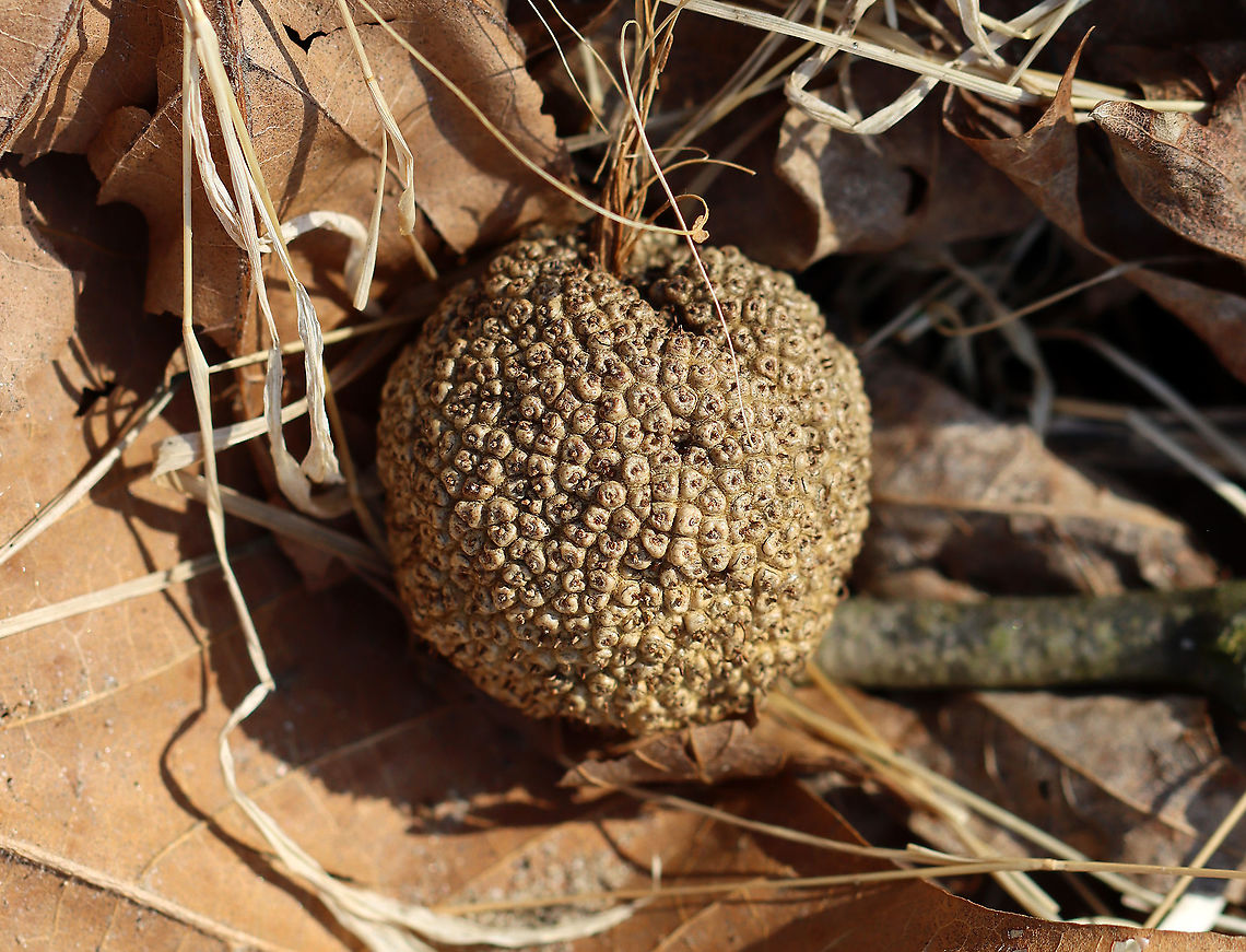 American Sycamore Tree Seed Ball - Platanus occidentalis Sycamore trees produce seed balls in winter and drop them in late winter/early spring. Each ball is about the size of a ping pong ball. You can coat them in lard and roll them in birdseed to give to birds in winter.<br />
<br />
Habitat: Deciduous forest American sycamore,Geotagged,Platanus,Platanus occidentalis,United States,Winter,seed ball,seeds,sycamore,sycamore seed ball