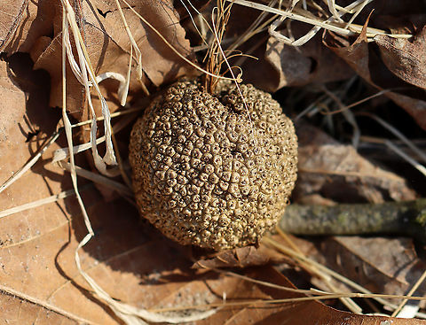 American Sycamore Tree Seed Ball - Platanus occidentalis Sycamore trees produce seed balls in winter and drop them in late winter/early spring. Each ball is about the size of a ping pong ball. You can coat them in lard and roll them in birdseed to give to birds in winter.

Habitat: Deciduous forest American sycamore,Geotagged,Platanus,Platanus occidentalis,United States,Winter,seed ball,seeds,sycamore,sycamore seed ball