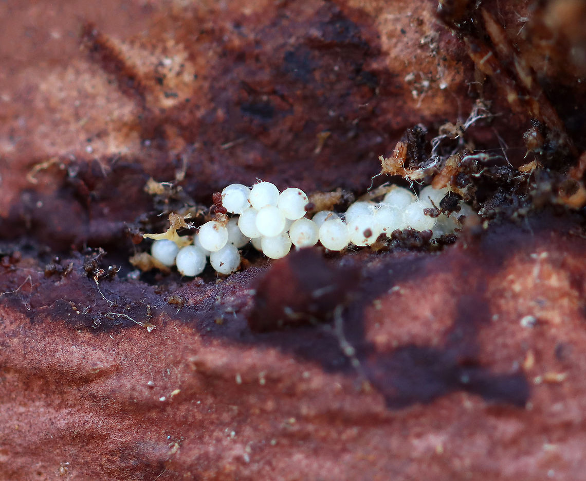 Slug Eggs I tend to find lots of clusters of slug eggs under logs and in rotting wood. We definitely have a healthy slug population in our forests. <br />
<br />
Habitat: Rotting wood; mixed forest<br />
<br />
Check out this video of slugs hatching:<br />
<section class="video"><iframe width="448" height="282" src="https://www.youtube-nocookie.com/embed/MsKtCZ99Hcw?hd=1&autoplay=0&rel=0" frameborder="0" allowfullscreen></iframe></section><br />
<br />
 Geotagged,United States,Winter,eggs,slug eggs