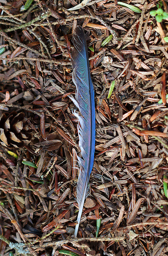 Blue Jay (Cyanocitta cristata) Feather Judging from the size and color, I assume this to be a blue jay's feather. <br />
<br />
Habitat: Mixed forest Cyanocitta,Cyanocitta cristata,Geotagged,United States,Winter,blue jay,blue jay feather,feather,jay