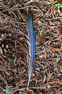 Blue Jay (Cyanocitta cristata) Feather Judging from the size and color, I assume this to be a blue jay's feather. 

Habitat: Mixed forest Cyanocitta,Cyanocitta cristata,Geotagged,United States,Winter,blue jay,blue jay feather,feather,jay