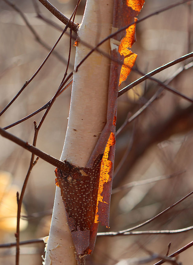 River Birch - Betula nigra I love the ragged bark of river birch! Some people don&#039;t like this tree because it is messy and has large, sprawling roots. I often see it growing along riverbanks along with sycamore.<br />
<br />
River birch has many potential uses: fuel, furniture building, making baskets, making birch beer from fermented sap, etc.<br />
<br />
Habitat: Riverbank; mixed forest<br />
<figure class="photo"><a href="https://www.jungledragon.com/image/125269/river_birch_-_betula_nigra.html" title="River Birch - Betula nigra"><img src="https://s3.amazonaws.com/media.jungledragon.com/images/3232/125269_thumb.jpg?AWSAccessKeyId=05GMT0V3GWVNE7GGM1R2&Expires=1759968010&Signature=nNNqZS1KlcpHl7ZbMClqmk3%2BuM4%3D" width="108" height="152" alt="River Birch - Betula nigra I love the ragged bark of river birch! Some people don&#039;t like this tree because it is messy and has large, sprawling roots. I often see it growing along riverbanks along with sycamore.<br />
<br />
River birch has many potential uses: fuel, furniture building, making baskets, making birch beer from fermented sap, etc.<br />
<br />
Habitat: Riverbank; mixed forest<br />
https://www.jungledragon.com/image/125268/river_birch_-_betula_nigra.html Betula,Betula nigra,Geotagged,River Birch,United States,Winter,birch" /></a></figure> Betula nigra,Geotagged,River Birch,United States,Winter