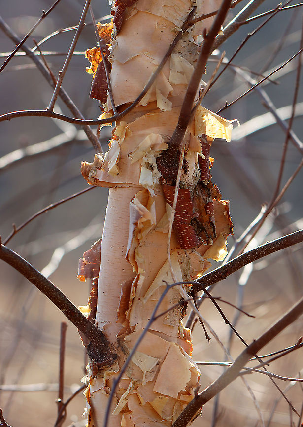 River Birch - Betula nigra I love the ragged bark of river birch! Some people don&#039;t like this tree because it is messy and has large, sprawling roots. I often see it growing along riverbanks along with sycamore.<br />
<br />
River birch has many potential uses: fuel, furniture building, making baskets, making birch beer from fermented sap, etc.<br />
<br />
Habitat: Riverbank; mixed forest<br />
<figure class="photo"><a href="https://www.jungledragon.com/image/125268/river_birch_-_betula_nigra.html" title="River Birch - Betula nigra"><img src="https://s3.amazonaws.com/media.jungledragon.com/images/3232/125268_thumb.jpg?AWSAccessKeyId=05GMT0V3GWVNE7GGM1R2&Expires=1767225610&Signature=8%2FbV1s9xRgLJNNQ8IAAH0i%2F3ric%3D" width="112" height="152" alt="River Birch - Betula nigra I love the ragged bark of river birch! Some people don&#039;t like this tree because it is messy and has large, sprawling roots. I often see it growing along riverbanks along with sycamore.<br />
<br />
River birch has many potential uses: fuel, furniture building, making baskets, making birch beer from fermented sap, etc.<br />
<br />
Habitat: Riverbank; mixed forest<br />
https://www.jungledragon.com/image/125269/river_birch_-_betula_nigra.html Betula nigra,Geotagged,River Birch,United States,Winter" /></a></figure> Betula,Betula nigra,Geotagged,River Birch,United States,Winter,birch
