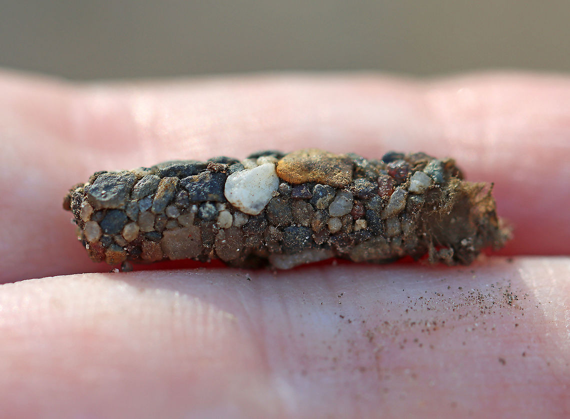 Caddisfly Case - Trichoptera I'm trying to narrow down the family.<br />
<br />
Habitat: Moderate flowing stream<br />
<figure class="photo"><a href="https://www.jungledragon.com/image/125273/caddisfly_case_-_trichoptera.html" title="Caddisfly Case - Trichoptera"><img src="https://s3.amazonaws.com/media.jungledragon.com/images/3232/125273_thumb.jpg?AWSAccessKeyId=05GMT0V3GWVNE7GGM1R2&Expires=1769040010&Signature=bFiy%2FJcM2eEdgvn2WfH8lPJwJI4%3D" width="200" height="148" alt="Caddisfly Case - Trichoptera I'm trying to narrow down the family.<br />
<br />
Habitat: Moderate flowing stream<br />
https://www.jungledragon.com/image/125273/caddisfly_case_-_trichoptera.html<br />
https://www.jungledragon.com/image/125275/caddisfly_case_-_trichoptera.html<br />
https://www.jungledragon.com/image/125274/caddisfly_case_-_trichoptera.html Geotagged,Trichoptera,United States,Winter,caddisfly case,case" /></a></figure><br />
<figure class="photo"><a href="https://www.jungledragon.com/image/125275/caddisfly_case_-_trichoptera.html" title="Caddisfly Case - Trichoptera"><img src="https://s3.amazonaws.com/media.jungledragon.com/images/3232/125275_thumb.jpg?AWSAccessKeyId=05GMT0V3GWVNE7GGM1R2&Expires=1769040010&Signature=NVJD1yBSCXlISyDjsR1MAkO1LHk%3D" width="200" height="136" alt="Caddisfly Case - Trichoptera Habitat: Attached to the side of a log in a flood plain. The water had since receded. Moderate flowing stream<br />
https://www.jungledragon.com/image/125273/caddisfly_case_-_trichoptera.html<br />
https://www.jungledragon.com/image/125275/caddisfly_case_-_trichoptera.html<br />
https://www.jungledragon.com/image/125274/caddisfly_case_-_trichoptera.html Geotagged,United States,Winter" /></a></figure><br />
<figure class="photo"><a href="https://www.jungledragon.com/image/125274/caddisfly_case_-_trichoptera.html" title="Caddisfly Case - Trichoptera"><img src="https://s3.amazonaws.com/media.jungledragon.com/images/3232/125274_thumb.jpg?AWSAccessKeyId=05GMT0V3GWVNE7GGM1R2&Expires=1769040010&Signature=CfJezpy5kJBnEXvQUHa17ZoVVJQ%3D" width="200" height="140" alt="Caddisfly Case - Trichoptera All these little bits are caddisfly cases. <br />
<br />
Habitat: Attached to the side of a log in a flood plain. The water had since receded. Moderate flowing stream<br />
https://www.jungledragon.com/image/125273/caddisfly_case_-_trichoptera.html<br />
https://www.jungledragon.com/image/125275/caddisfly_case_-_trichoptera.html<br />
https://www.jungledragon.com/image/125274/caddisfly_case_-_trichoptera.html Geotagged,United States,Winter" /></a></figure> Geotagged,Trichoptera,United States,Winter,caddisfly case,case