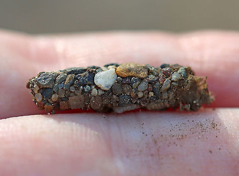 Caddisfly Case - Trichoptera I'm trying to narrow down the family.

Habitat: Moderate flowing stream
https://www.jungledragon.com/image/125273/caddisfly_case_-_trichoptera.html
https://www.jungledragon.com/image/125275/caddisfly_case_-_trichoptera.html
https://www.jungledragon.com/image/125274/caddisfly_case_-_trichoptera.html Geotagged,Trichoptera,United States,Winter,caddisfly case,case