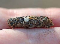 Caddisfly Case - Trichoptera I'm trying to narrow down the family.<br />
<br />
Habitat: Moderate flowing stream<br />
https://www.jungledragon.com/image/125273/caddisfly_case_-_trichoptera.html<br />
https://www.jungledragon.com/image/125275/caddisfly_case_-_trichoptera.html<br />
https://www.jungledragon.com/image/125274/caddisfly_case_-_trichoptera.html Geotagged,Trichoptera,United States,Winter,caddisfly case,case