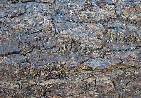 Caddisfly Case - Trichoptera All these little bits are caddisfly cases. 

Habitat: Attached to the side of a log in a flood plain. The water had since receded. Moderate flowing stream
https://www.jungledragon.com/image/125273/caddisfly_case_-_trichoptera.html
https://www.jungledragon.com/image/125275/caddisfly_case_-_trichoptera.html
https://www.jungledragon.com/image/125274/caddisfly_case_-_trichoptera.html Geotagged,United States,Winter