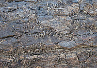Caddisfly Case - Trichoptera All these little bits are caddisfly cases. <br />
<br />
Habitat: Attached to the side of a log in a flood plain. The water had since receded. Moderate flowing stream<br />
https://www.jungledragon.com/image/125273/caddisfly_case_-_trichoptera.html<br />
https://www.jungledragon.com/image/125275/caddisfly_case_-_trichoptera.html<br />
https://www.jungledragon.com/image/125274/caddisfly_case_-_trichoptera.html Geotagged,United States,Winter