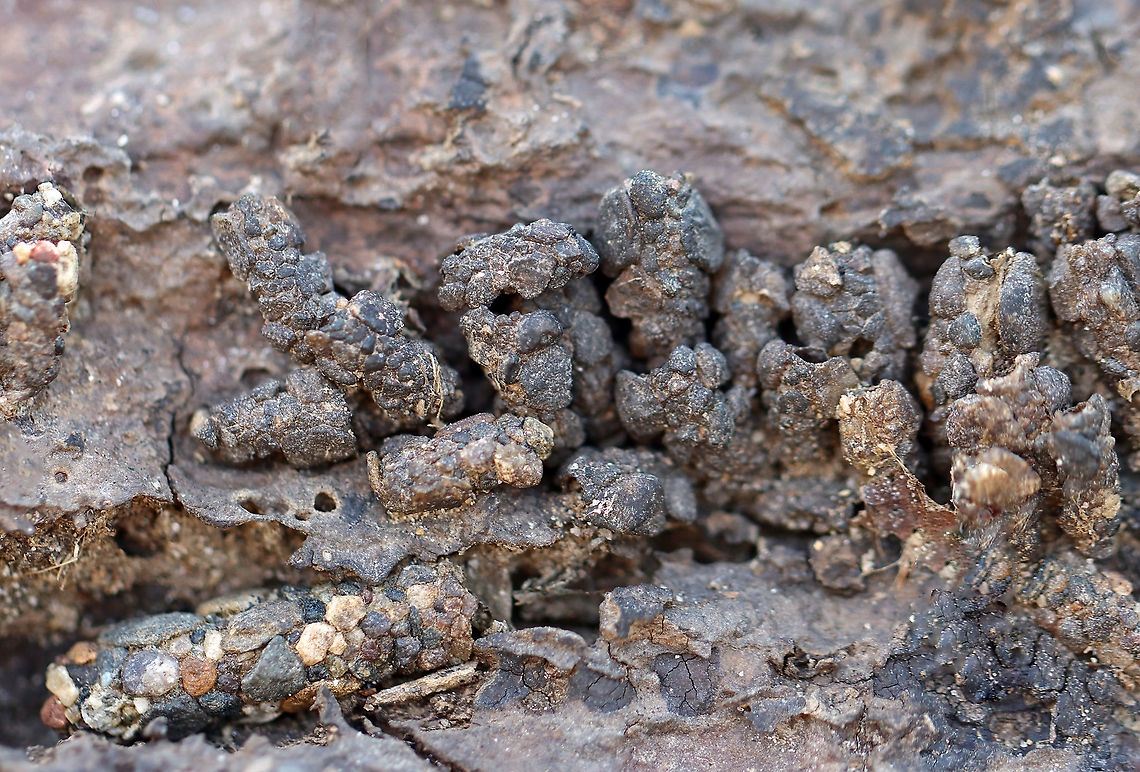 Caddisfly Case - Trichoptera Habitat: Attached to the side of a log in a flood plain. The water had since receded. Moderate flowing stream<br />
<figure class="photo"><a href="https://www.jungledragon.com/image/125273/caddisfly_case_-_trichoptera.html" title="Caddisfly Case - Trichoptera"><img src="https://s3.amazonaws.com/media.jungledragon.com/images/3232/125273_thumb.jpg?AWSAccessKeyId=05GMT0V3GWVNE7GGM1R2&Expires=1759968010&Signature=5%2BxR%2FaODjIgzWkfDReBy%2FYYFBW4%3D" width="200" height="148" alt="Caddisfly Case - Trichoptera I&#039;m trying to narrow down the family.<br />
<br />
Habitat: Moderate flowing stream<br />
https://www.jungledragon.com/image/125273/caddisfly_case_-_trichoptera.html<br />
https://www.jungledragon.com/image/125275/caddisfly_case_-_trichoptera.html<br />
https://www.jungledragon.com/image/125274/caddisfly_case_-_trichoptera.html Geotagged,Trichoptera,United States,Winter,caddisfly case,case" /></a></figure><br />
<figure class="photo"><a href="https://www.jungledragon.com/image/125275/caddisfly_case_-_trichoptera.html" title="Caddisfly Case - Trichoptera"><img src="https://s3.amazonaws.com/media.jungledragon.com/images/3232/125275_thumb.jpg?AWSAccessKeyId=05GMT0V3GWVNE7GGM1R2&Expires=1759968010&Signature=dtwyMECVvk3a1MK2%2Fn2lBNDcV7c%3D" width="200" height="136" alt="Caddisfly Case - Trichoptera Habitat: Attached to the side of a log in a flood plain. The water had since receded. Moderate flowing stream<br />
https://www.jungledragon.com/image/125273/caddisfly_case_-_trichoptera.html<br />
https://www.jungledragon.com/image/125275/caddisfly_case_-_trichoptera.html<br />
https://www.jungledragon.com/image/125274/caddisfly_case_-_trichoptera.html Geotagged,United States,Winter" /></a></figure><br />
<figure class="photo"><a href="https://www.jungledragon.com/image/125274/caddisfly_case_-_trichoptera.html" title="Caddisfly Case - Trichoptera"><img src="https://s3.amazonaws.com/media.jungledragon.com/images/3232/125274_thumb.jpg?AWSAccessKeyId=05GMT0V3GWVNE7GGM1R2&Expires=1759968010&Signature=htTIGCGd8SzaZM8VXRMhu3SwF2M%3D" width="200" height="140" alt="Caddisfly Case - Trichoptera All these little bits are caddisfly cases. <br />
<br />
Habitat: Attached to the side of a log in a flood plain. The water had since receded. Moderate flowing stream<br />
https://www.jungledragon.com/image/125273/caddisfly_case_-_trichoptera.html<br />
https://www.jungledragon.com/image/125275/caddisfly_case_-_trichoptera.html<br />
https://www.jungledragon.com/image/125274/caddisfly_case_-_trichoptera.html Geotagged,United States,Winter" /></a></figure> Geotagged,United States,Winter
