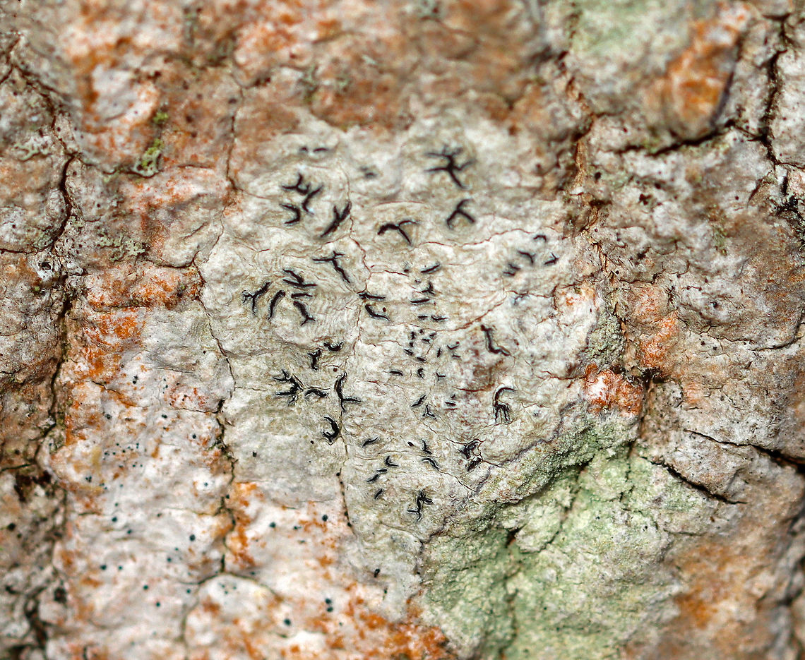 Script Lichen - Graphis scripta A crustose lichen whose elongated fruiting bodies resemble scribbles or writing on the bark of trees. The orange stuff surrounding the lichen is Trentepohlia algae. Trentepohlia algae are green algae that can live symbiotically with lichens, such as Graphis scripta. The filaments of Trentepohlia are orange because they contain a large quantity of carotenoid pigments, which mask the green of the chlorophyll.<br />
<br />
Habitat: Hardwood tree Geotagged,Graphis,Graphis scripta,Trentepohlia,United States,Winter,algae,crustose lichen,lichen,script lichen