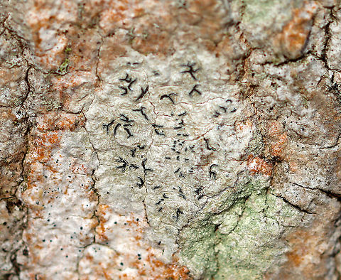 Script Lichen - Graphis scripta A crustose lichen whose elongated fruiting bodies resemble scribbles or writing on the bark of trees. The orange stuff surrounding the lichen is Trentepohlia algae. Trentepohlia algae are green algae that can live symbiotically with lichens, such as Graphis scripta. The filaments of Trentepohlia are orange because they contain a large quantity of carotenoid pigments, which mask the green of the chlorophyll.

Habitat: Hardwood tree Geotagged,Graphis,Graphis scripta,Trentepohlia,United States,Winter,algae,crustose lichen,lichen,script lichen
