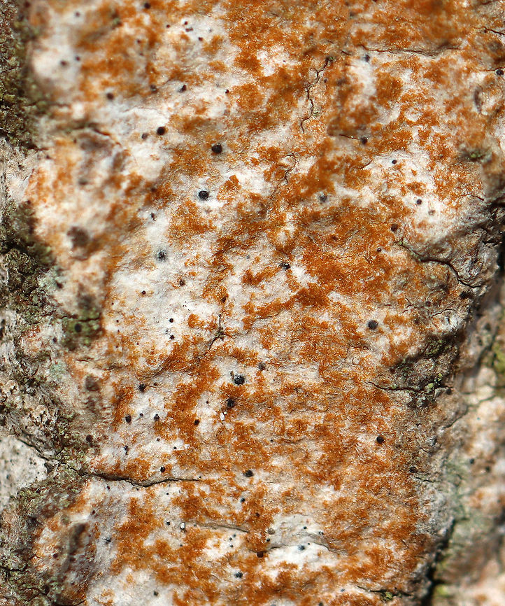 Lichen or Trentepohlia Algae? I think this is Trentepohlia growing on a lichen, but am not sure. It might be Trentepohlia umbrina.<br />
<br />
Habitat: Hardwood tree Geotagged,Trentepohlia,United States,Winter,algae,lichen