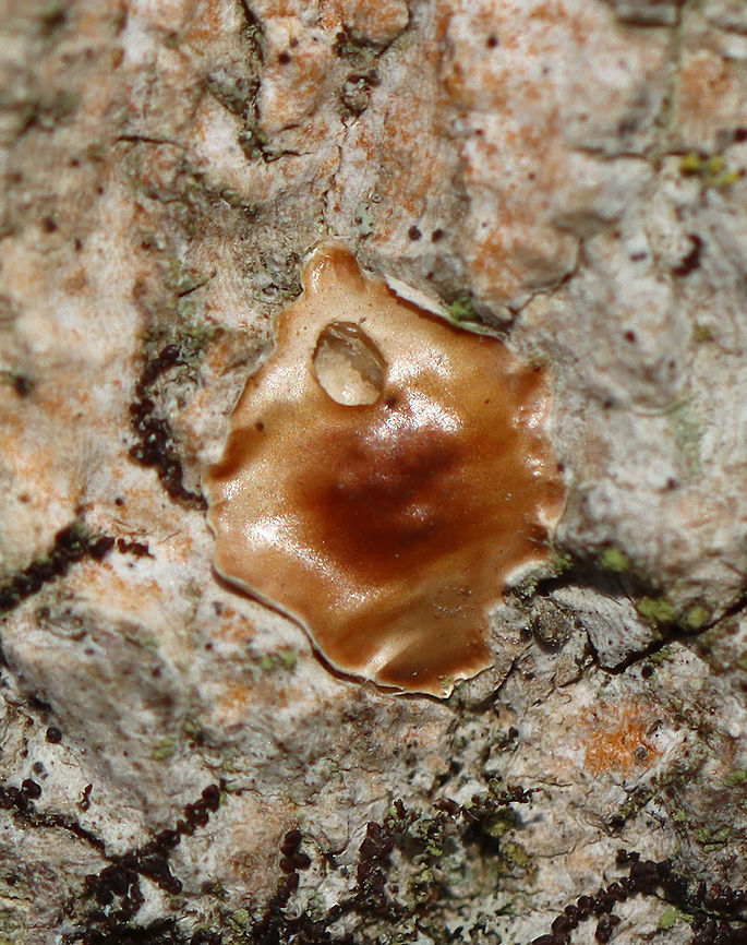 Spider Egg Sac - Phrurotimpus sp. Egg sacs for this species range in color from brown to red. The bumps seen through the surface are the eggs. It appears this one has hatched or else was predated upon.<br />
<br />
Habitat: Tree; deciduous forest Geotagged,Phrurotimpus,United States,Winter,egg,egg sac,sac,spider egg sac