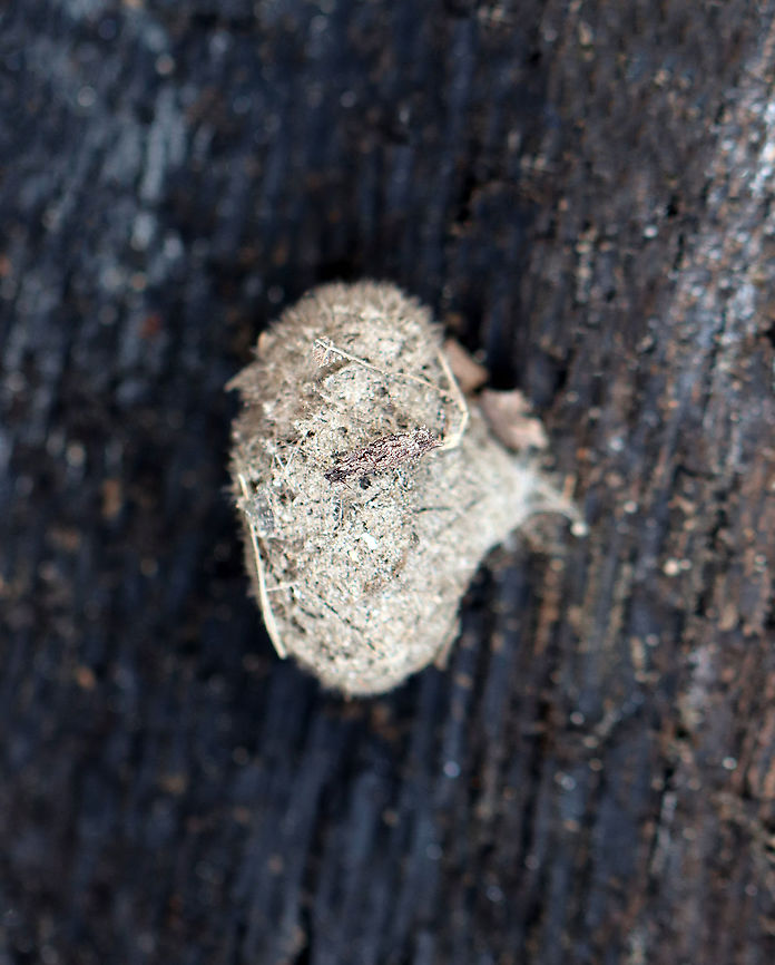 Moth Cocoon with Bagworm The moth cocoon is probably either Spilosoma virginica or Estigmene acrea. The brownish bit on top is a bagworm!<br />
<br />
Habitat: Rotting wood; mixed forest Geotagged,United States,Winter,cocoon,moth cocoon,moth pupa,pupa