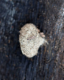 Moth Cocoon with Bagworm The moth cocoon is probably either Spilosoma virginica or Estigmene acrea. The brownish bit on top is a bagworm!

Habitat: Rotting wood; mixed forest Geotagged,United States,Winter,cocoon,moth cocoon,moth pupa,pupa