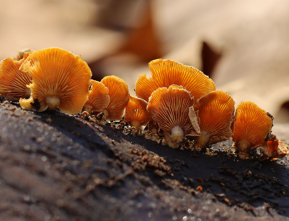 Bitter Oyster - Panellus stipticus Habitat: Rotting wood; mixed forest Bitter oyster,Geotagged,Panellus,Panellus stipticus,United States,Winter,fungus,mushroom,oyster