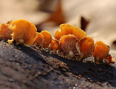 Bitter Oyster - Panellus stipticus Habitat: Rotting wood; mixed forest Bitter oyster,Geotagged,Panellus,Panellus stipticus,United States,Winter,fungus,mushroom,oyster