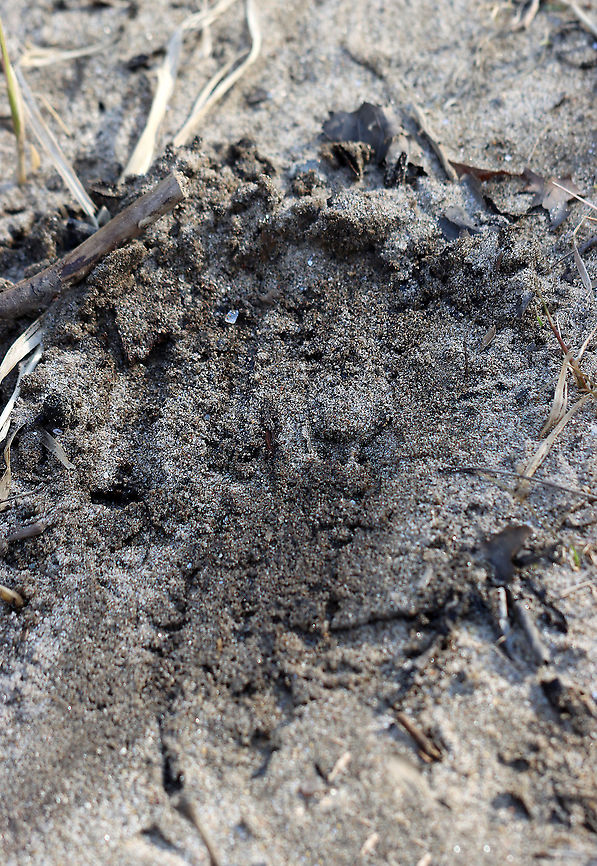 Scrape There were several scrapes in this area. I didn&#039;t see any scat, but it could have been buried. I think a bobcat made the scrapes, but am not sure. <br />
<br />
Habitat: Flood plain Geotagged,United States,Winter,scrape,signs of wildlife