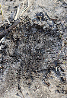 Scrape There were several scrapes in this area. I didn't see any scat, but it could have been buried. I think a bobcat made the scrapes, but am not sure. 

Habitat: Flood plain Geotagged,United States,Winter,scrape,signs of wildlife