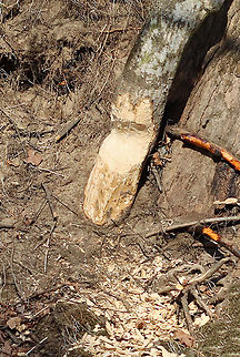 Beaver Sign Beavers are incredible animals. They are determined, hard-working engineers, and sometimes pests. Their teeth grow continuously during their life and they eat . They eat leaves, bark, twigs, ferns, shrubs, water plants, grass, and fish.

Habitat: Tree on the edge of a river Geotagged,United States,Winter,beaver sign,signs of wildlife