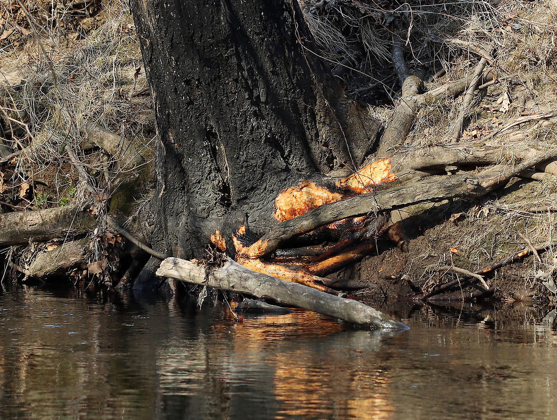 Beaver Sign Beavers are incredible animals. They are determined, hard-working engineers, and sometimes pests. Their teeth grow continuously during their life and they eat . They eat leaves, bark, twigs, ferns, shrubs, water plants, grass, and fish.<br />
<br />
Habitat: Tree on the edge of a river Geotagged,United States,Winter