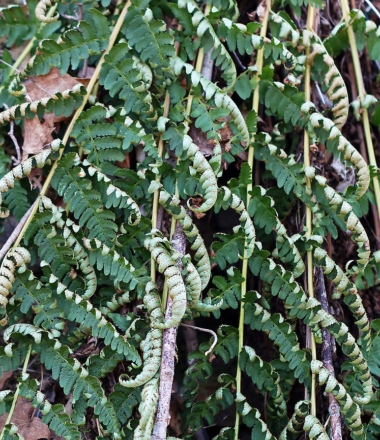 Marginal Shield Fern - Dryopteris marginalis *Tentative ID<br />
<br />
Habitat: Growing on a rock face next to a river; mixed forest Dryopteris,Dryopteris marginalis,Geotagged,United States,Winter,fern