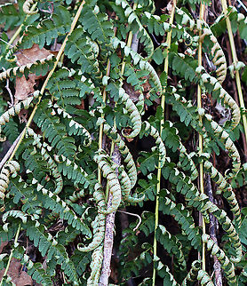 Marginal Shield Fern